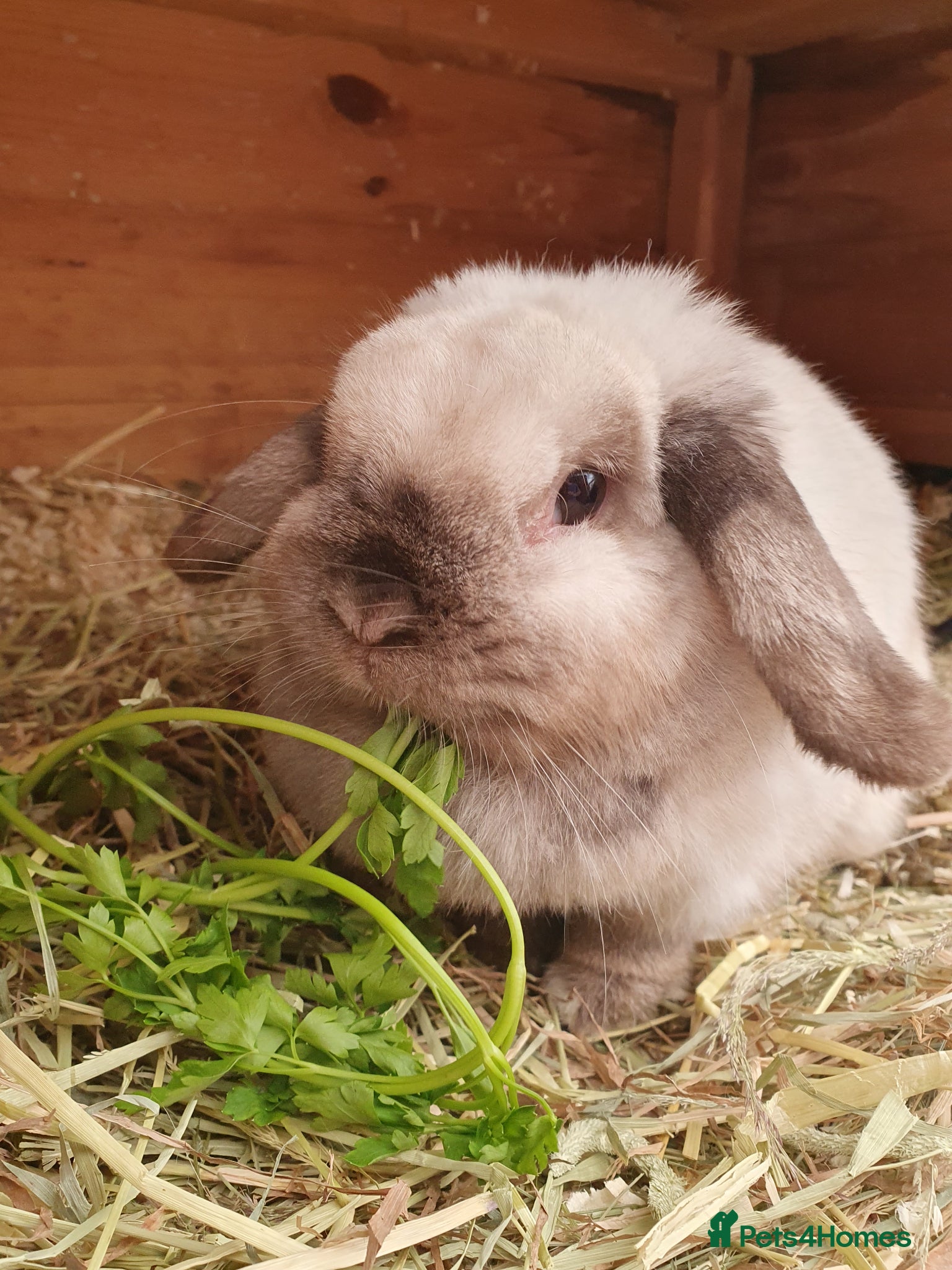 Mini Lop rabbits Spayed and neutered rabbits for adoption VAC rhd2  - Advert 1