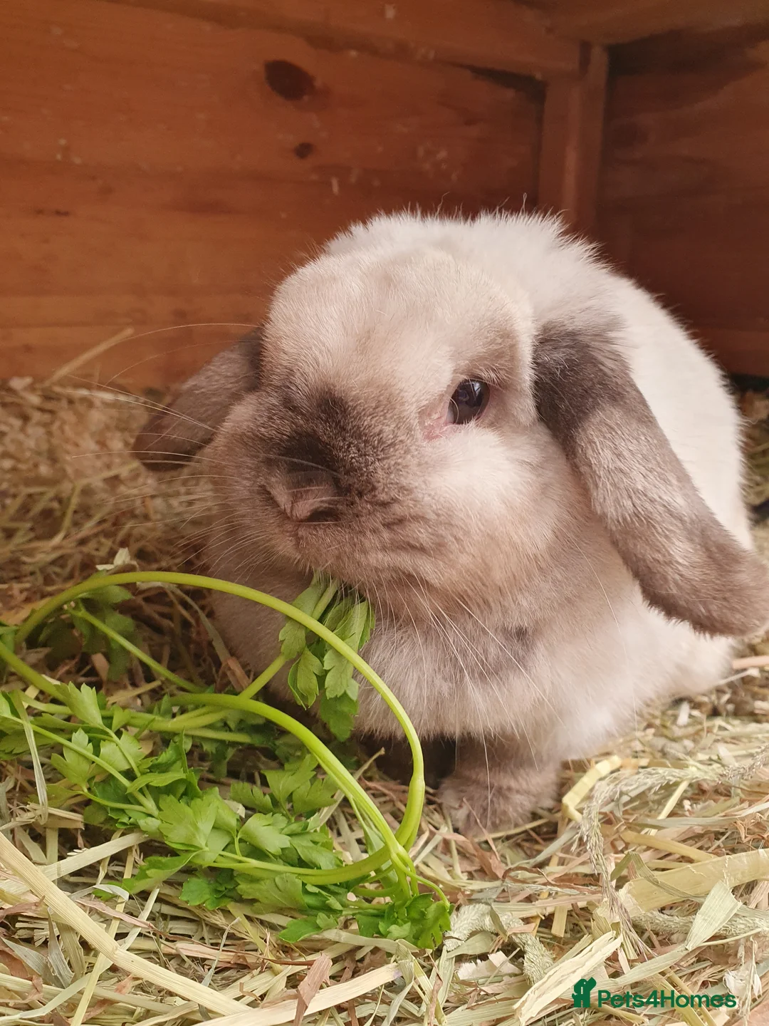 Mini Lop rabbits for sale: Spayed and neutered rabbits for adoption VAC rhd2  - Advert 1