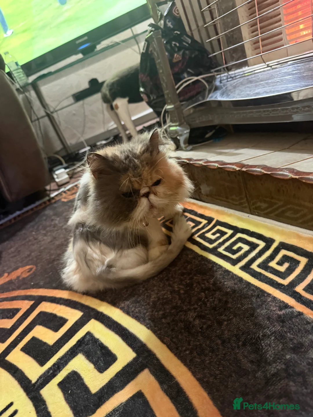 Persian cats for sale: Persian cat  - Advert 8