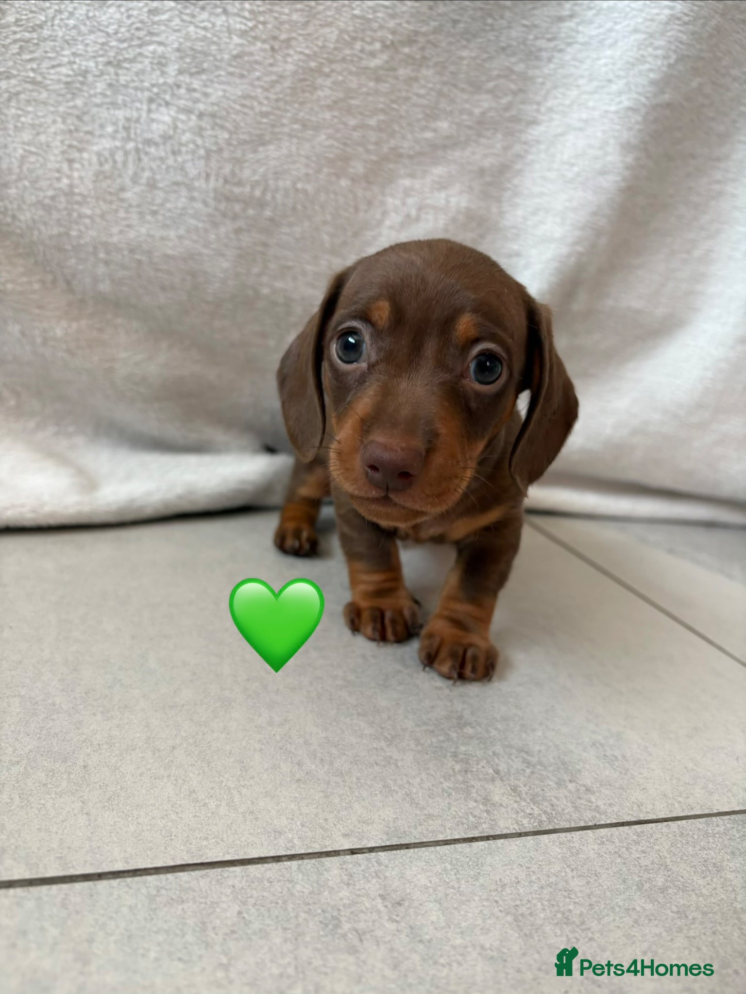 Miniature Dachshund dogs 2 Miniature Dachshund Puppies Left *Ready Now!* - Advert 5