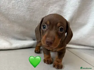 Miniature Dachshund dogs 2 Miniature Dachshund Puppies Left *Ready Now!* - Advert 5