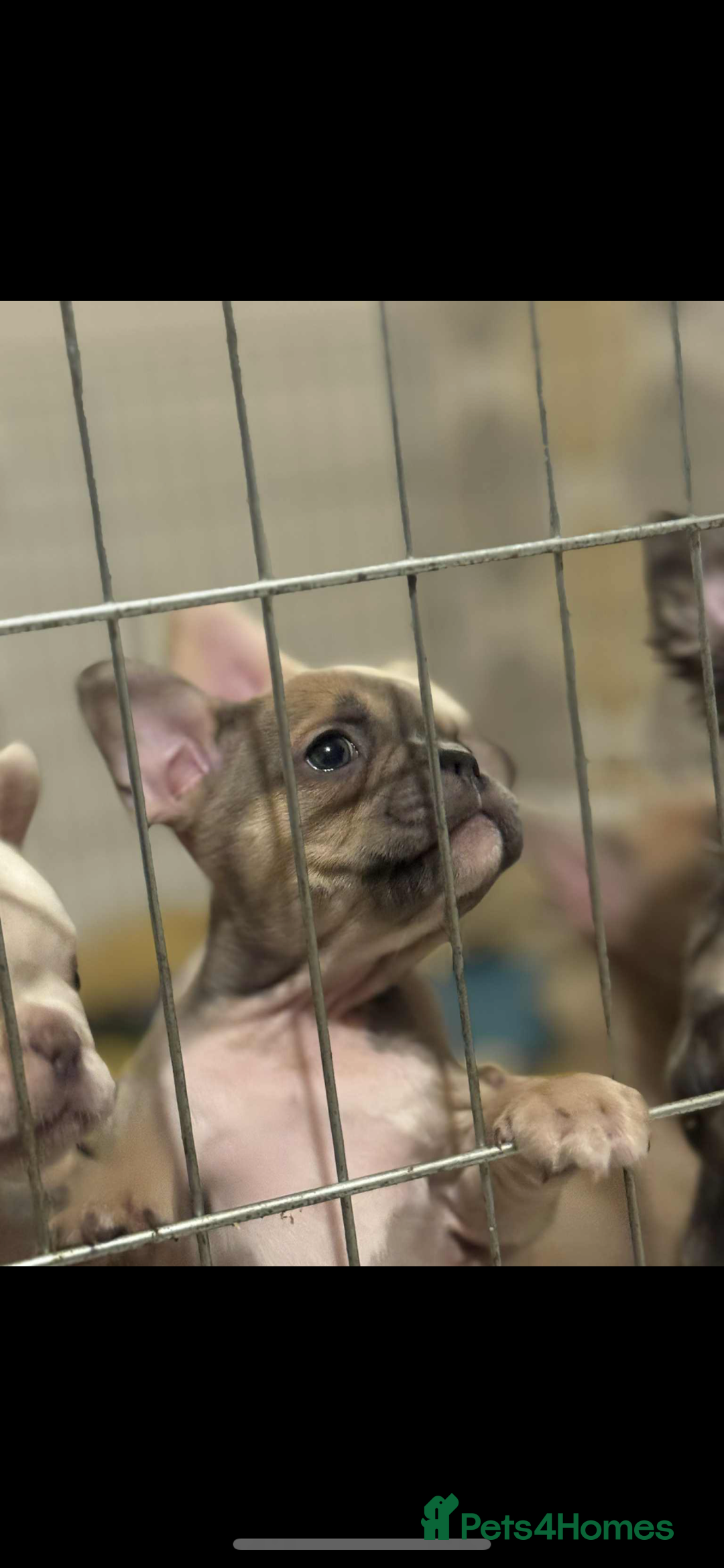 French Bulldog dogs for sale: French bulldog pups available (Reduced) - Advert 3