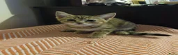 Mixed Breed cats for sale: 4 lovely female kittens ready now - Advert 2