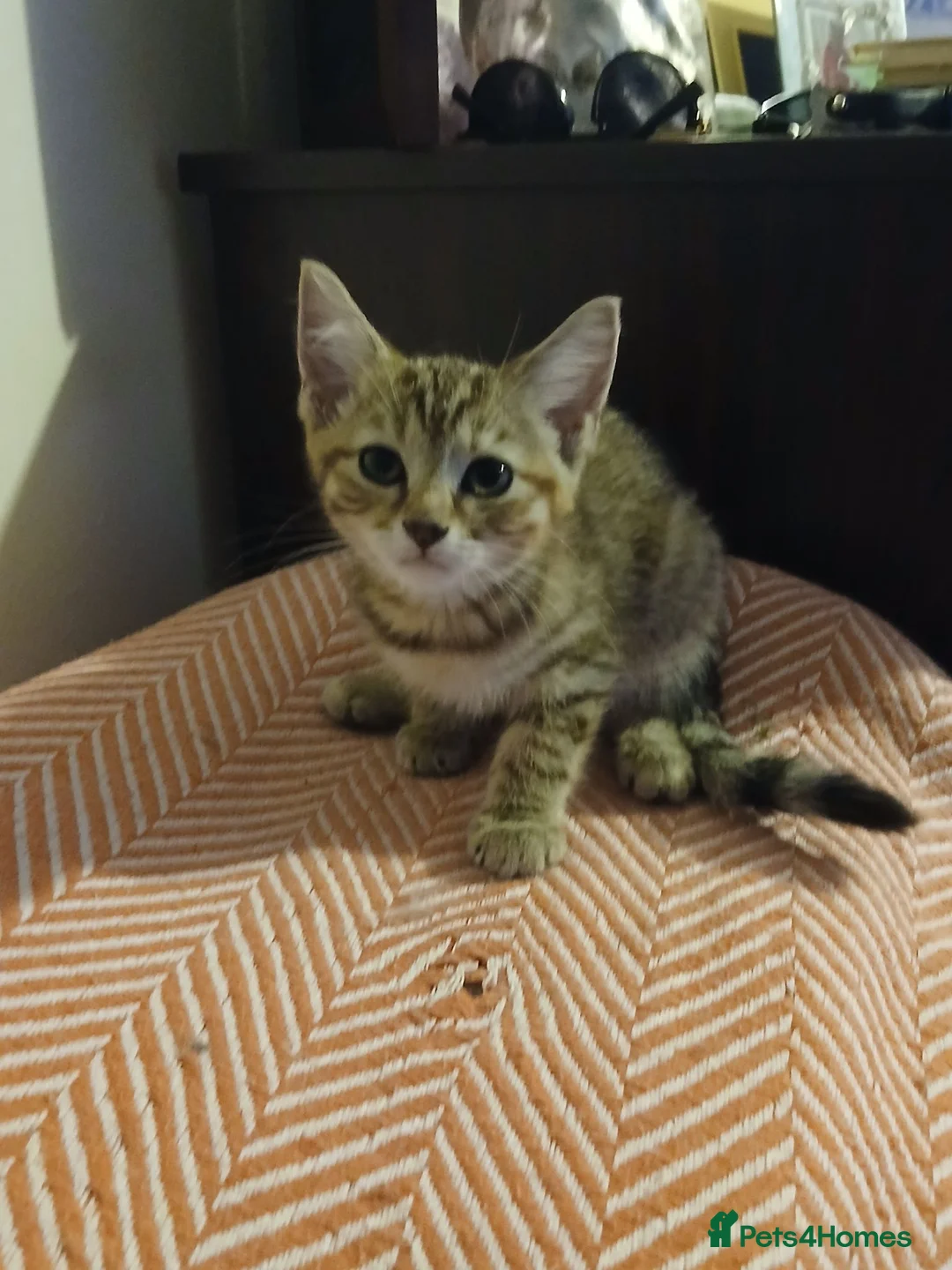 Mixed Breed cats for sale: 4 lovely female kittens ready now - Advert 2