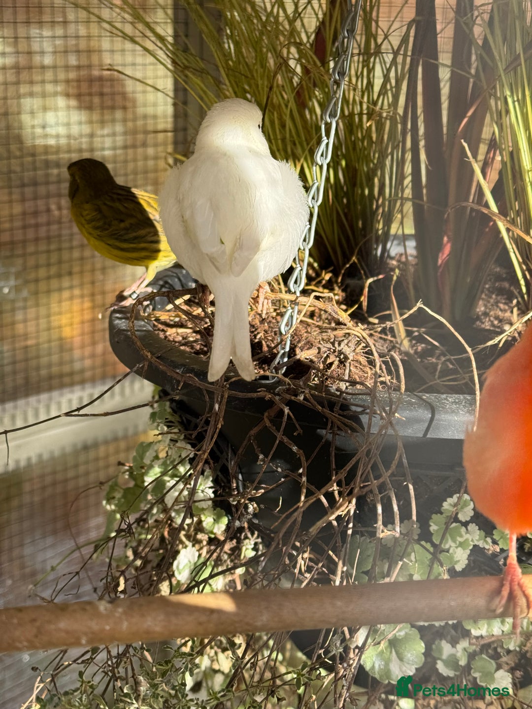 Canaries birds for sale: Selection of Fife Canaries for sale - Advert 6