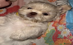 Shih Tzu dogs for sale: Lavender White Imperial Shih Tzu Puppies - Image 24