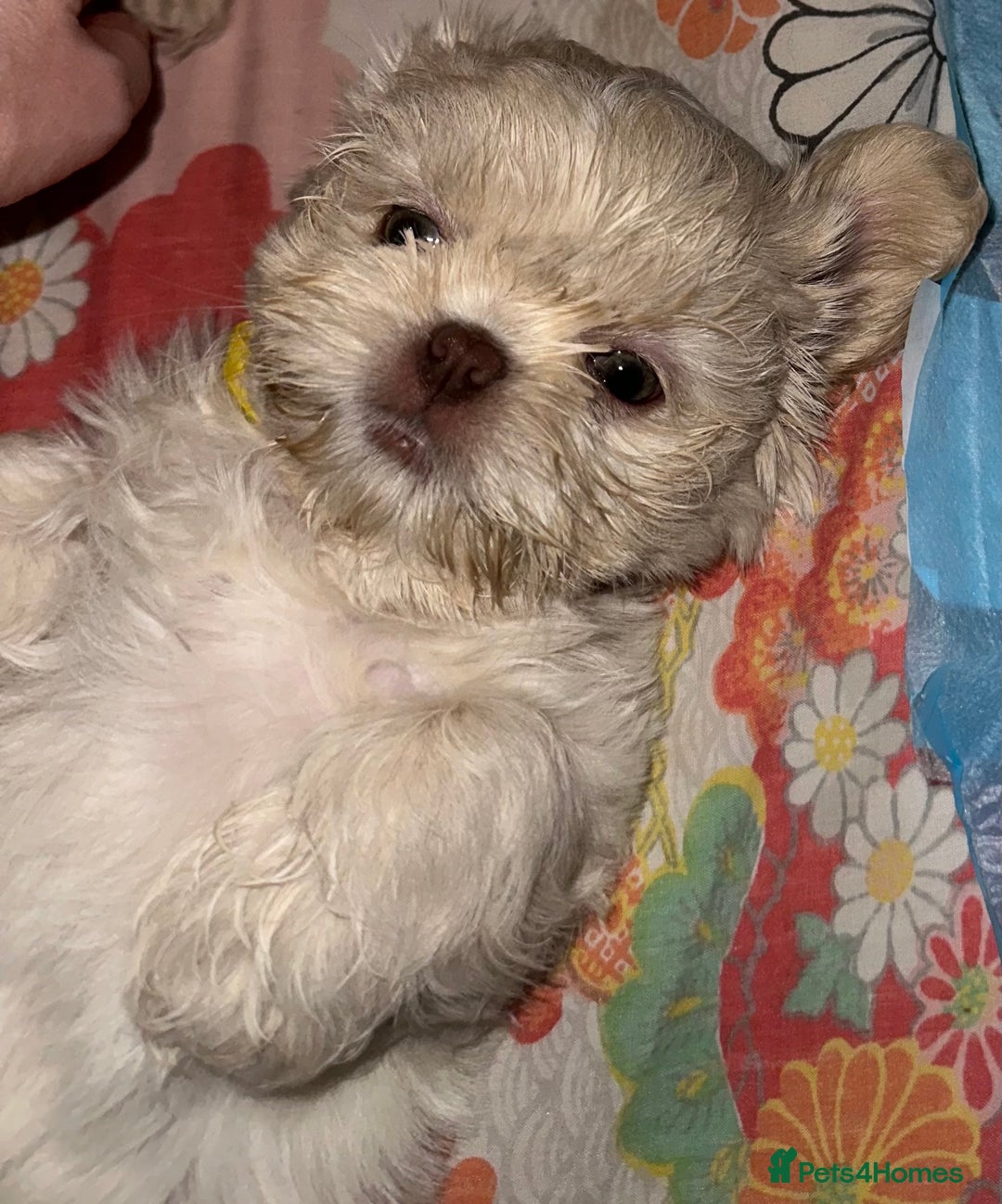 Shih Tzu dogs for sale: Lavender White Imperial Shih Tzu Puppies - Image 24
