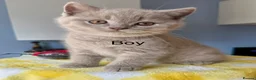 British Shorthair cats for sale: Beautiful paws*GB 😻 - Advert 1