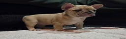French Bulldog dogs for sale: French bulldog pups ready in 2 weeks - Advert 1
