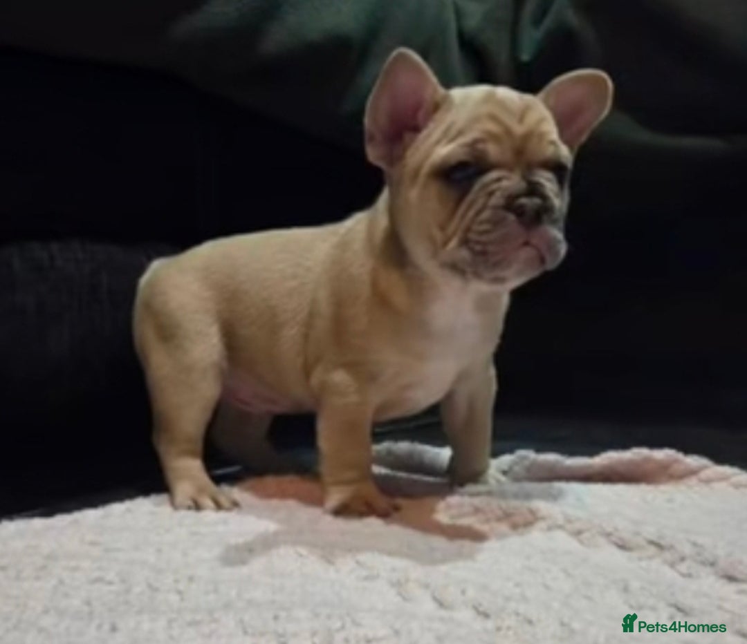 French Bulldog dogs for sale: French bulldog pups ready in 2 weeks - Advert 1