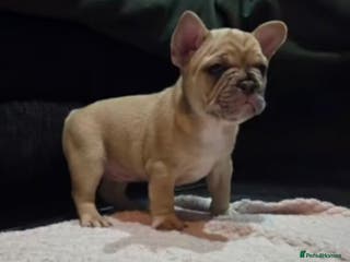 French Bulldog dogs French bulldog pups ready in 2 weeks - Advert 1