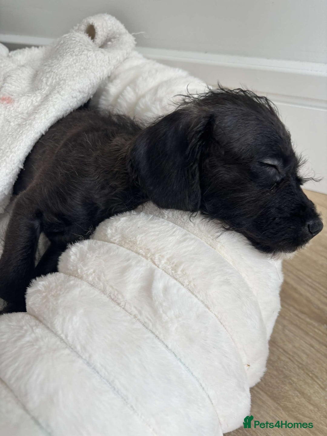 Mixed Breed dogs for sale: JACKAPOO PUPPIES READY TO GO! | TOYPOODLE MIX - Image 5
