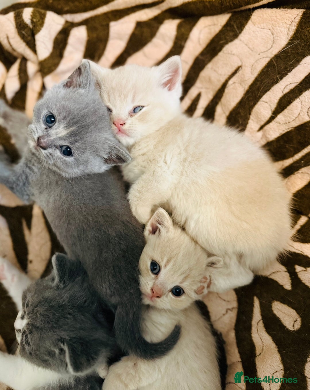 British Shorthair cats for sale: British shorthair kittens  - Image 9
