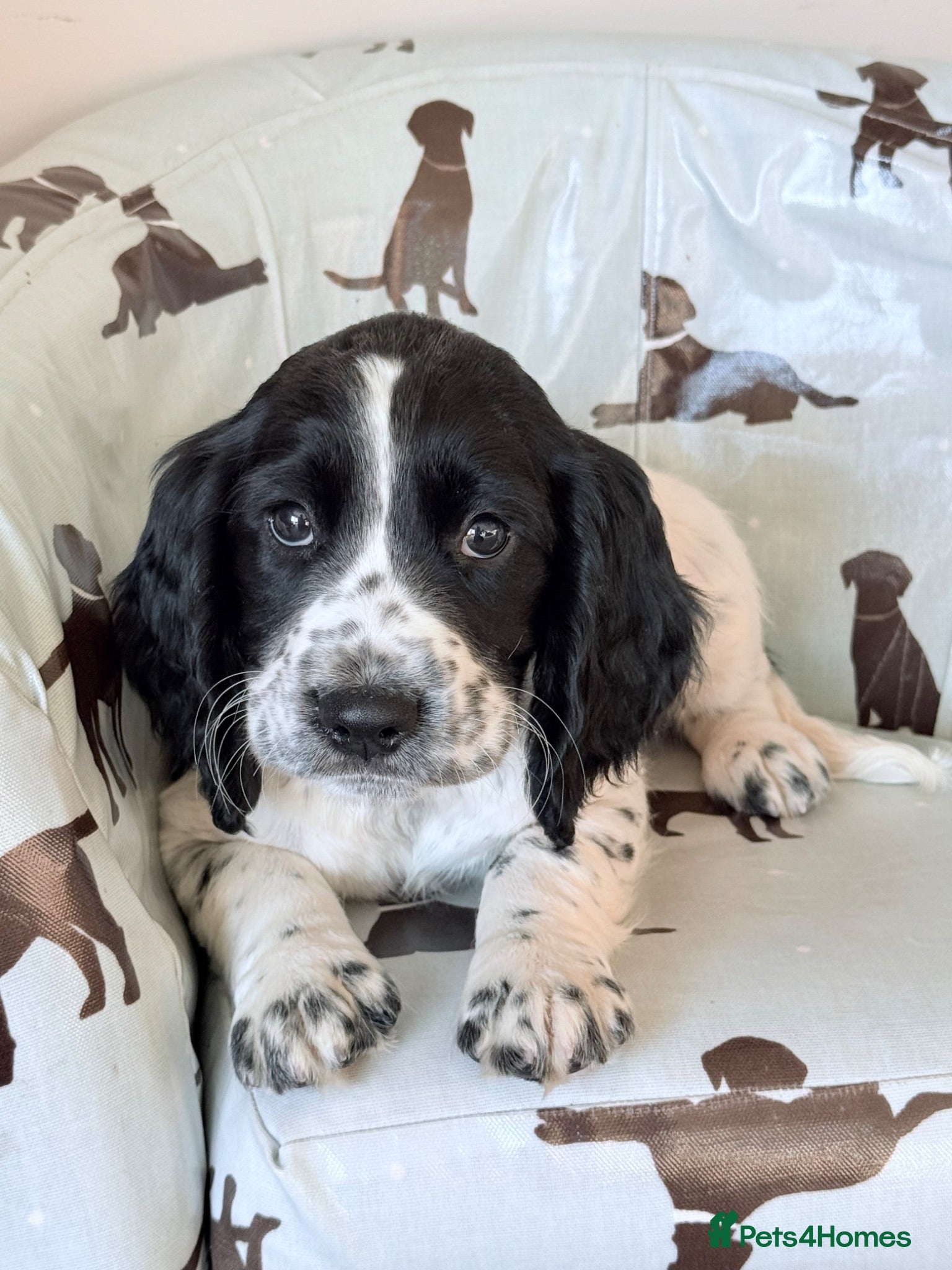 Sprocker dogs Sprocker puppy Cocker Spaniel X Springer Spaniel - Advert 2