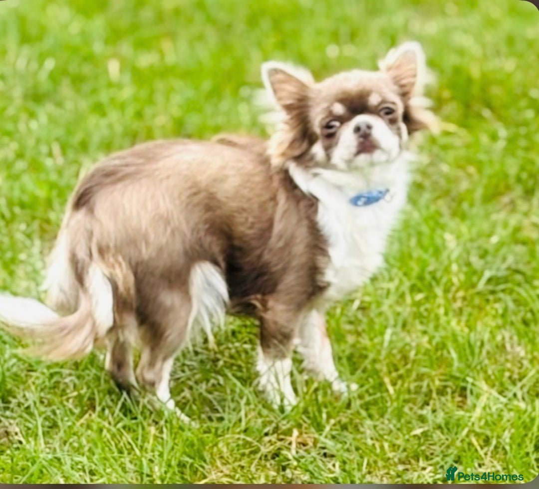 Chihuahua dogs for sale: Handsome long coat tiny chihuahua boy puppies  - Advert 16