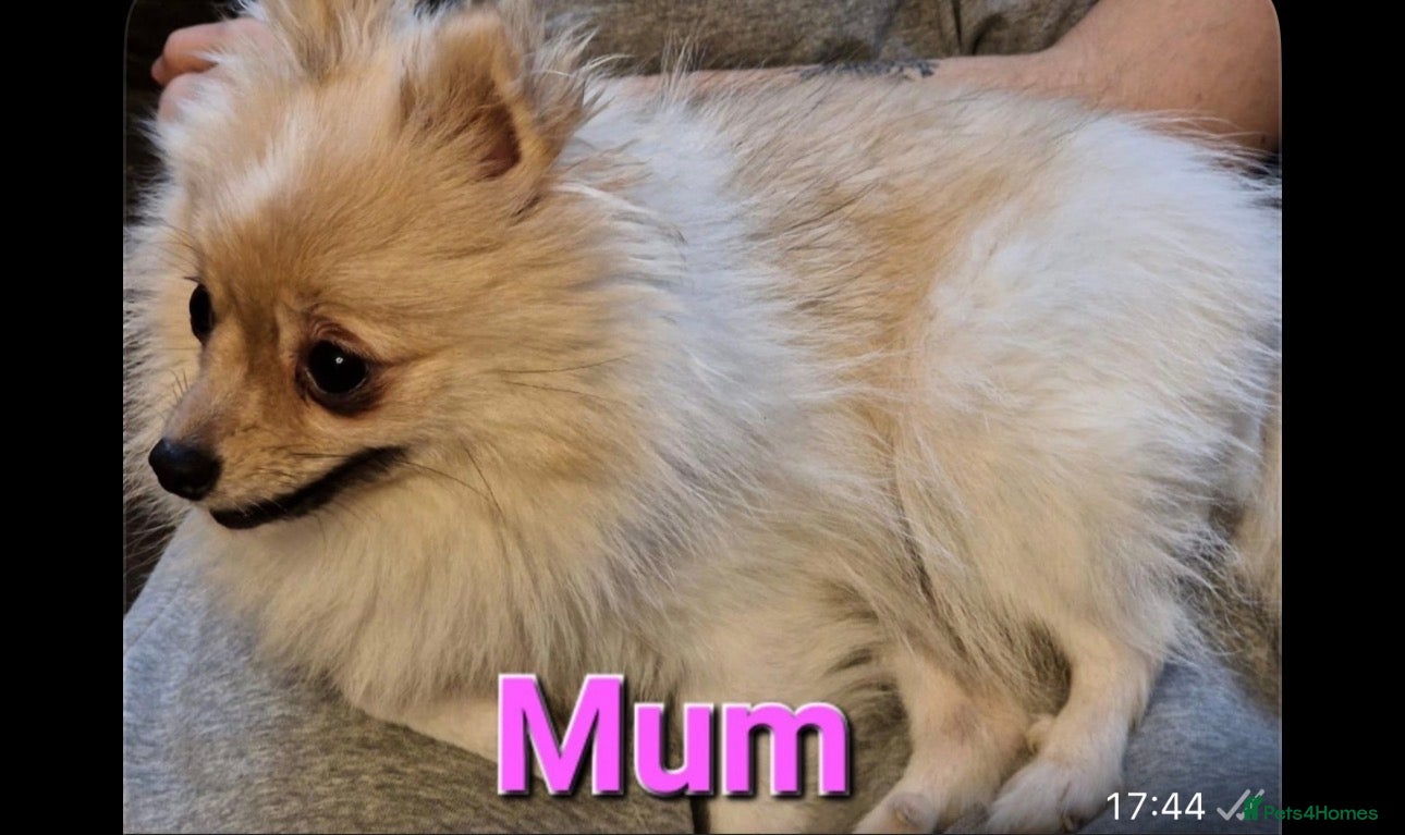 Pomeranian dogs Female Pomeranian  - Advert 2