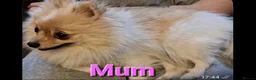 Pomeranian dogs for sale: Female Pomeranian  - Advert 1