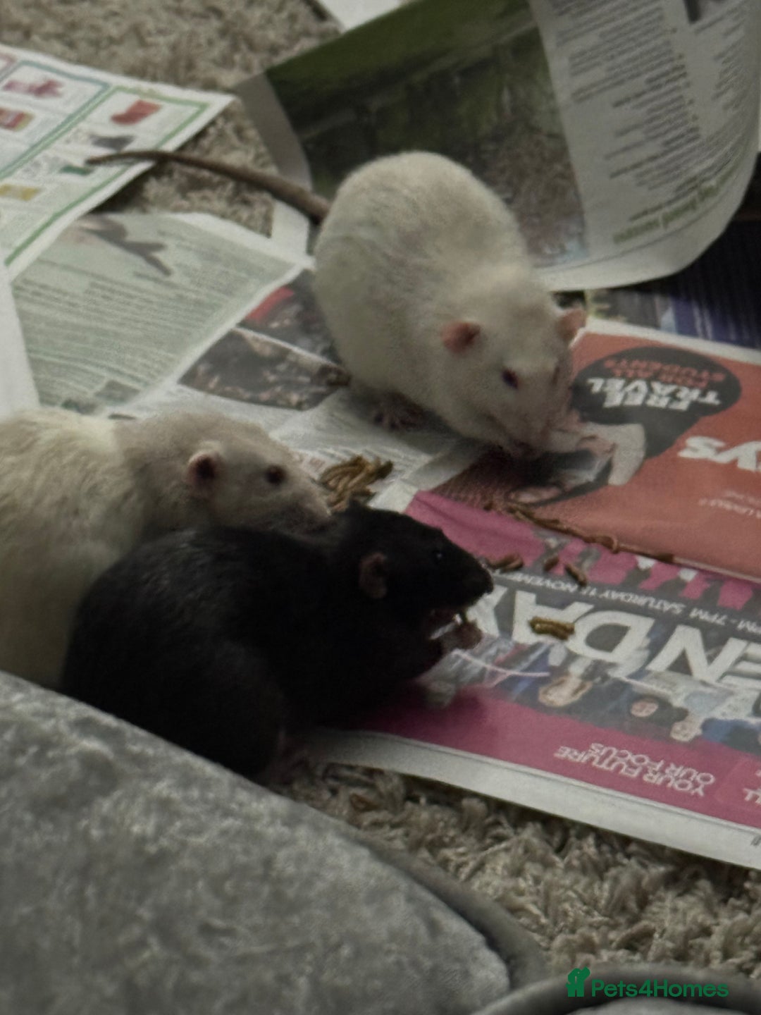 Rat rodents for sale: 4 male rats looking for new home - Advert 2