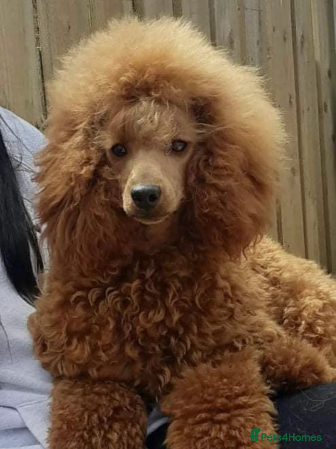 Miniature Poodle dogs for stud: Miniature Poodle at Stud  in Brampton - Advert 5