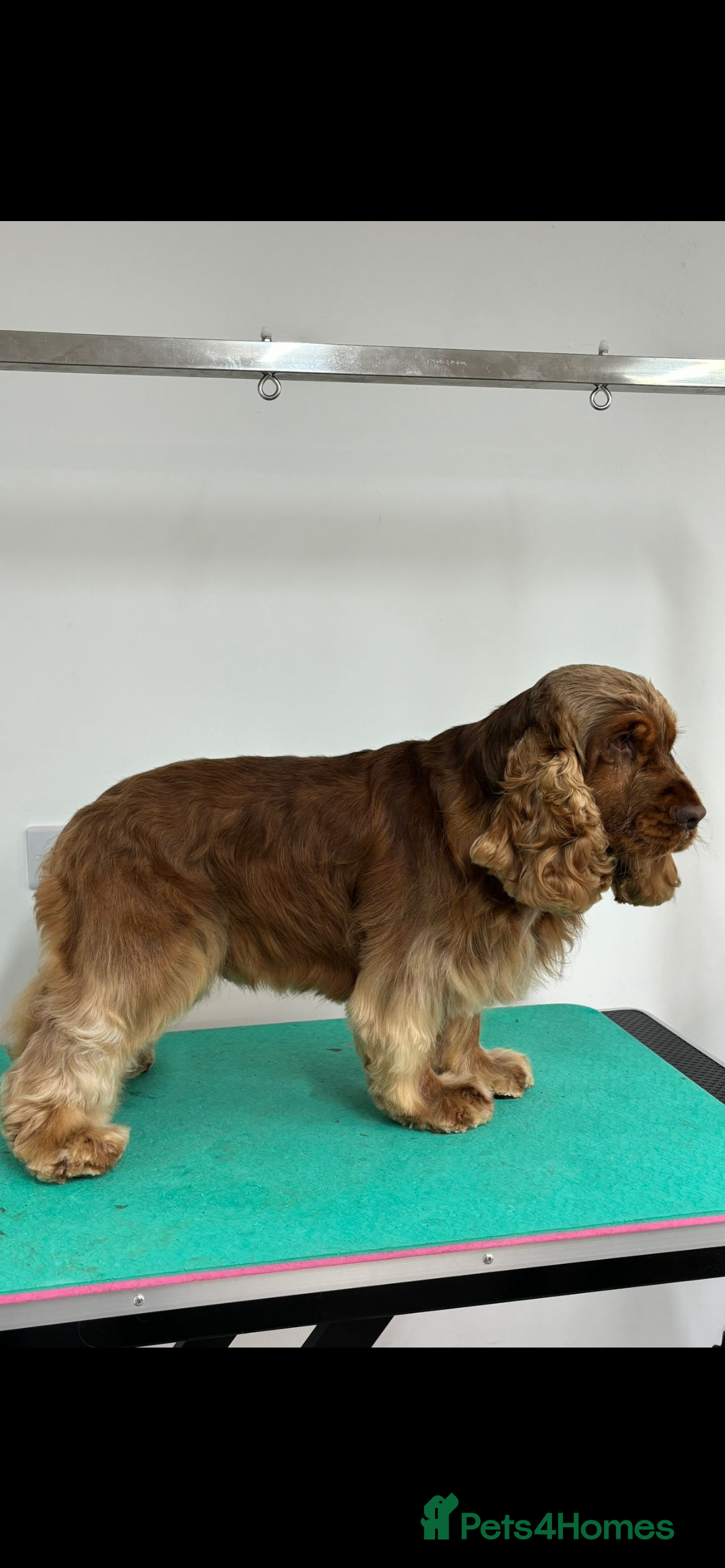 Cocker Spaniel dogs Extensively Health Tested Show Cocker Spaniel  in Leicester - Advert 20