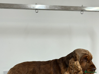 Cocker Spaniel dogs Extensively Health Tested Show Cocker Spaniel in Leicester - Advert 1