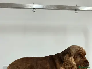 Cocker Spaniel dogs Extensively Health Tested Show Cocker Spaniel in Leicester - Advert 20