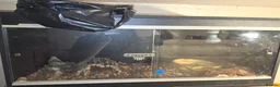 Boa Snake reptiles for sale: 2 bci boas for sale - Advert 5