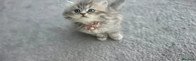Persian 1