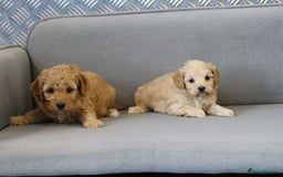 Cavapoochon dogs for sale: Cavapoochon puppies for sale - Advert 5