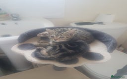 Mixed Breed cats for sale: Beautiful kittens - Image 6