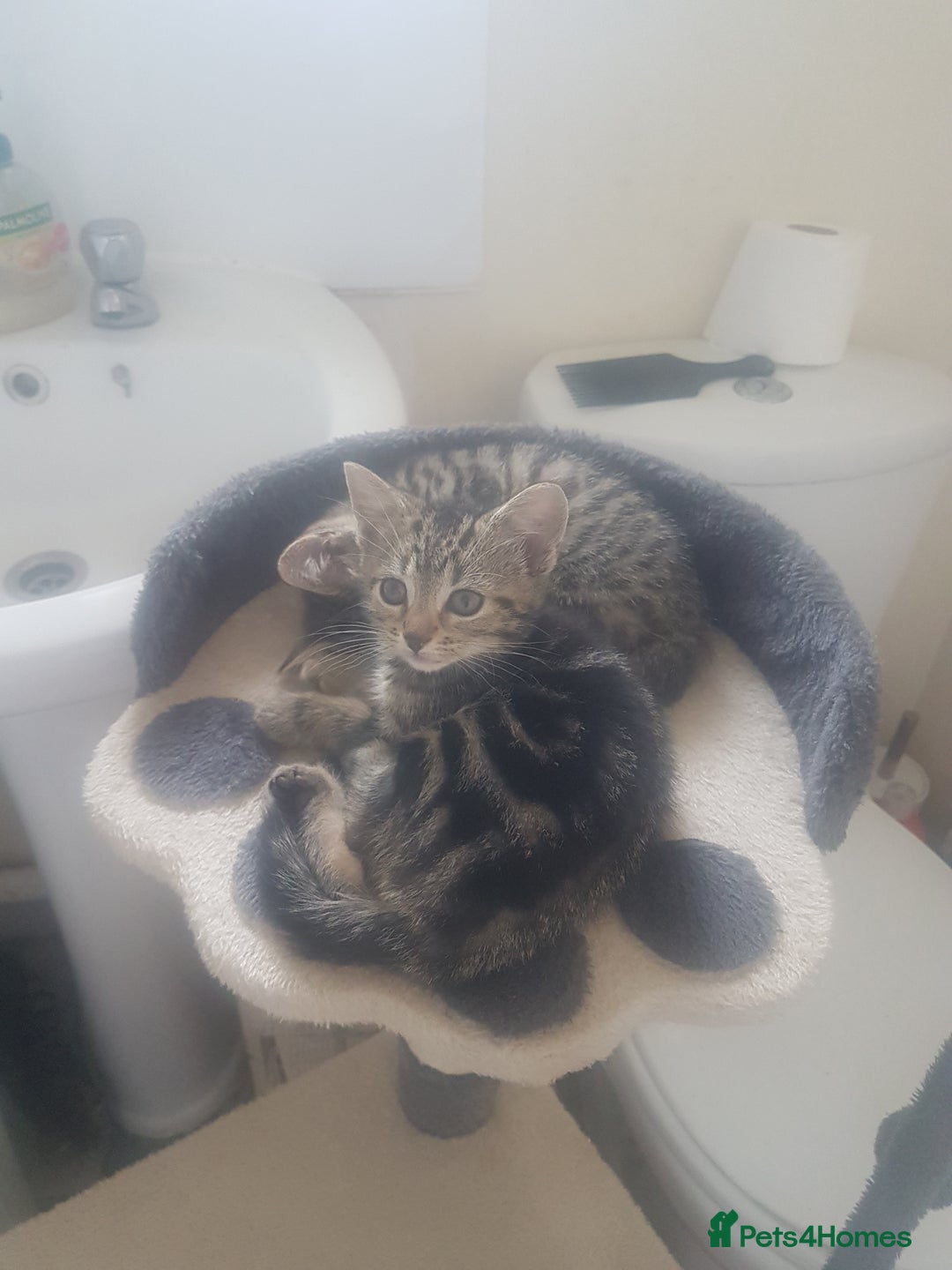 Mixed Breed cats for sale: Beautiful kittens - Image 6