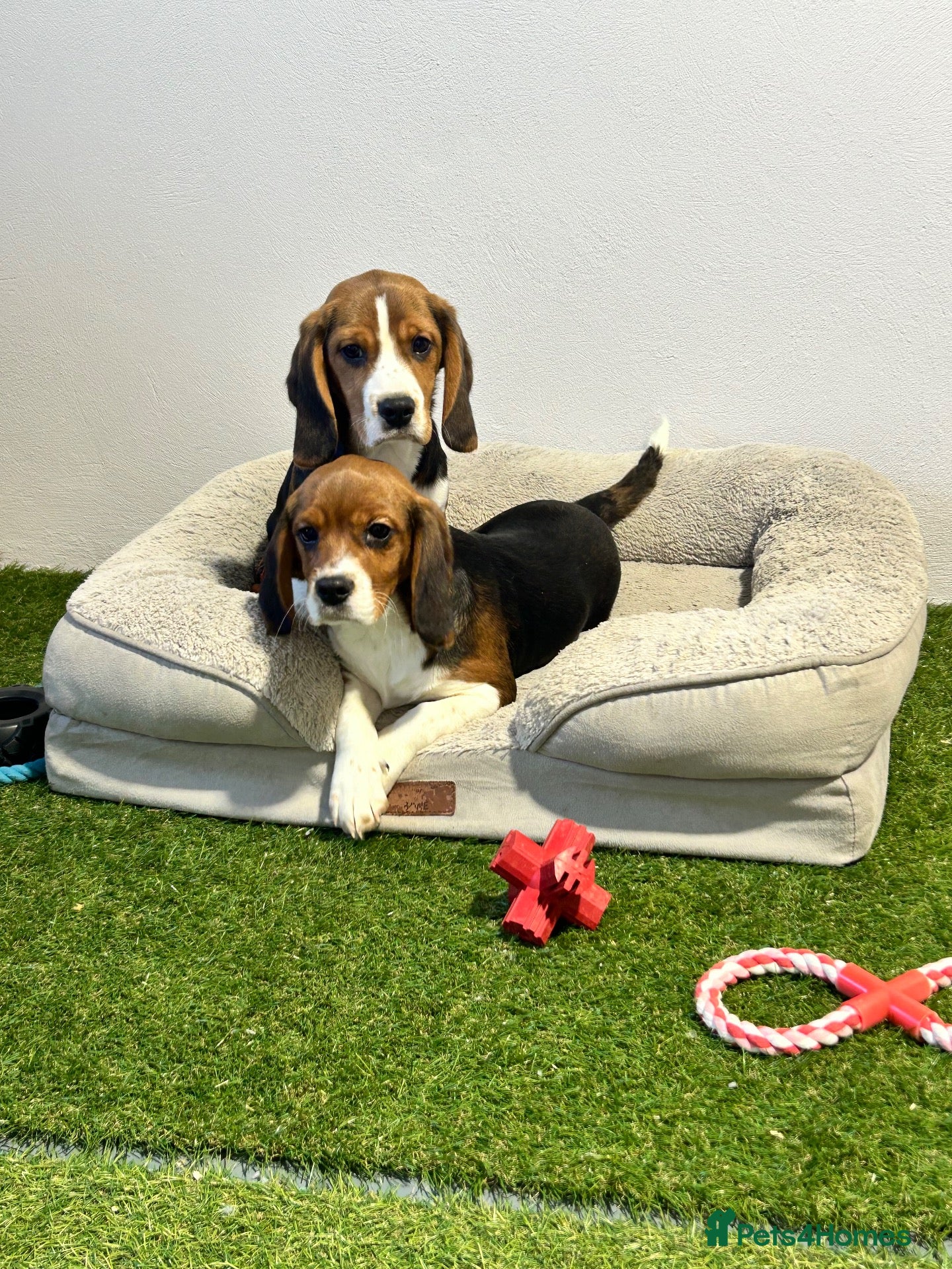 Beagle dogs Female Tri-Coloured Beagles  - Advert 1