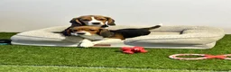 Beagle dogs for sale: Female Tri-Coloured Beagles  - Advert 1