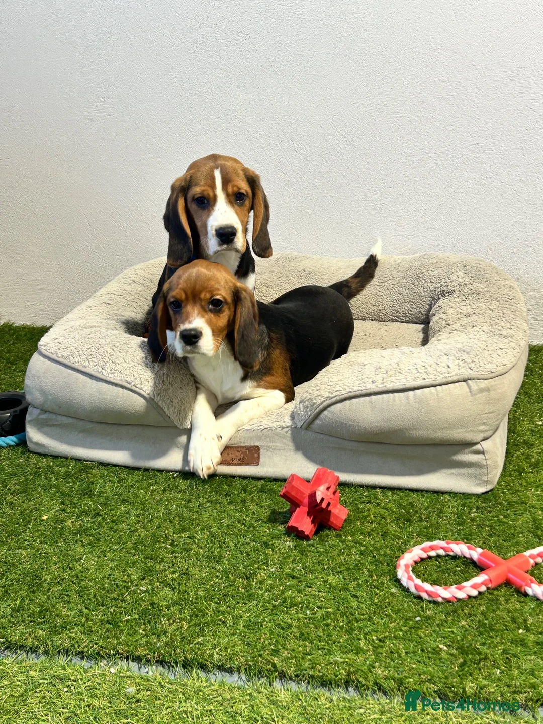 Beagle dogs for sale: Female Tri-Coloured Beagles  - Advert 1