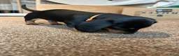 Miniature Dachshund dogs for sale: 🐾 MINIATURE DACHSHUND PUPPIES SHORT HAIRED - Advert 12