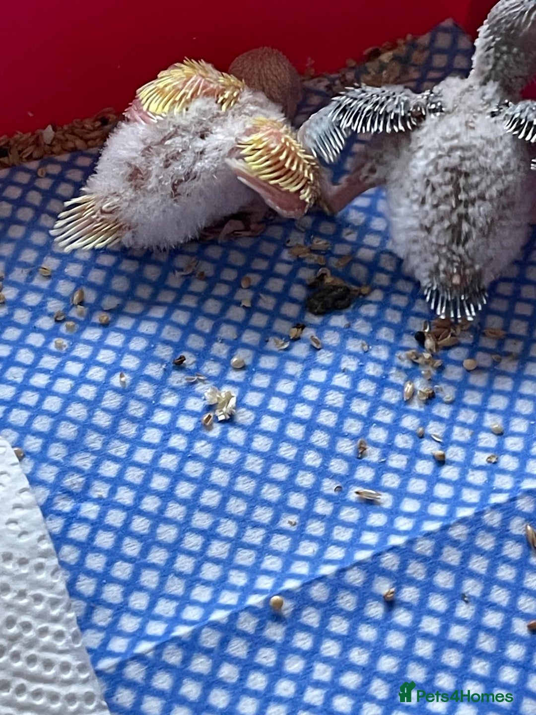 Budgerigars birds for sale: BABY BUDGIES FOR SALE  - Advert 3