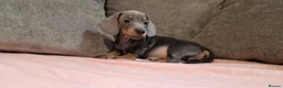 Miniature Dachshund dogs for sale: Ready to Leave  2 male 1 female in Bradford - Advert 4