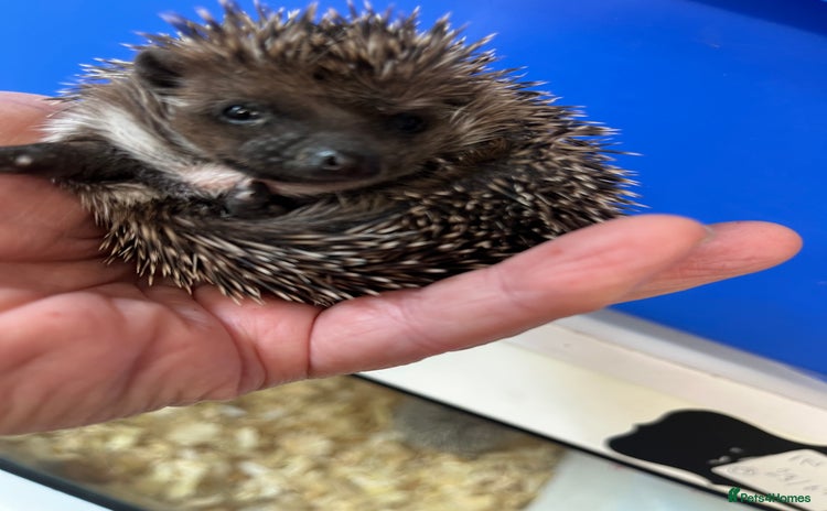 Pygmy Hedgehog rodents - Advert 2