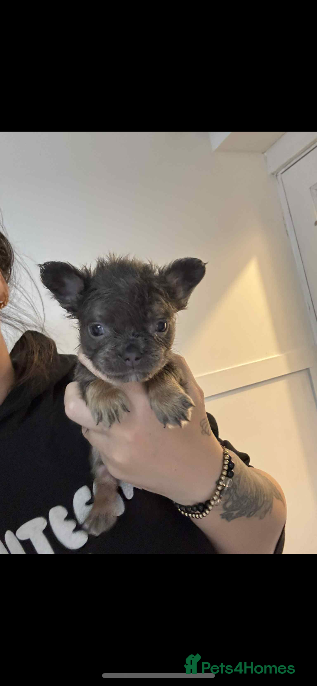 French Bulldog dogs for sale: French bulldog pups available Reduced‼️ - Advert 17