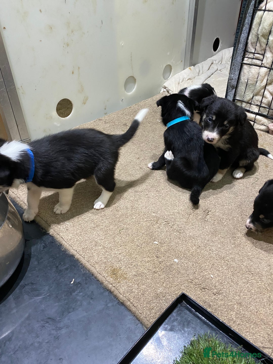 Border Collie dogs for sale: Beautiful border collie pups  - Advert 4