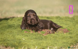 Cocker Spaniel dogs for sale: Show type cocker spaniel pups by Rosie - Image 3