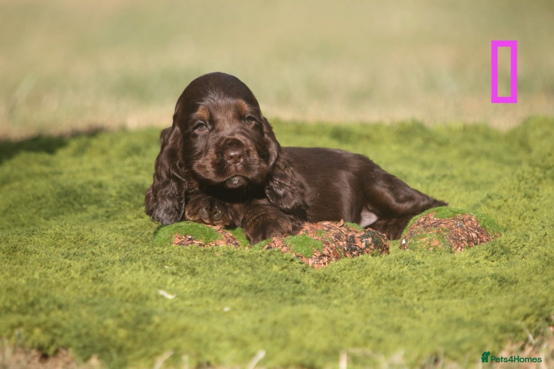 Cocker Spaniel dogs for sale: Show type cocker spaniel pups by Rosie - Image 3