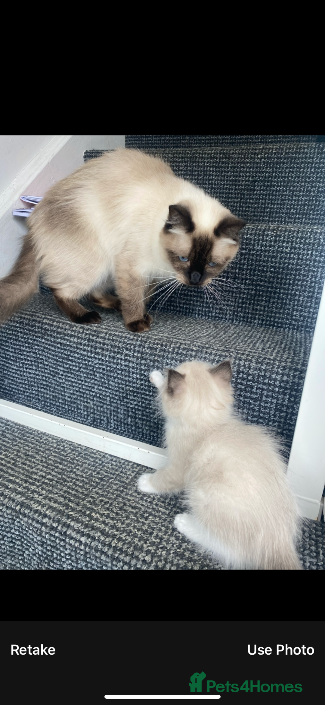 Ragdoll cats for sale: Baby boy rag doll kitten  - Image 4