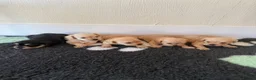Mixed Breed dogs for sale: Miniature schnauzer cross King Charles cavalier  - Advert 8