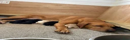 Labrador Retriever dogs for sale: Kc working Labradors  in Pershore - Advert 4