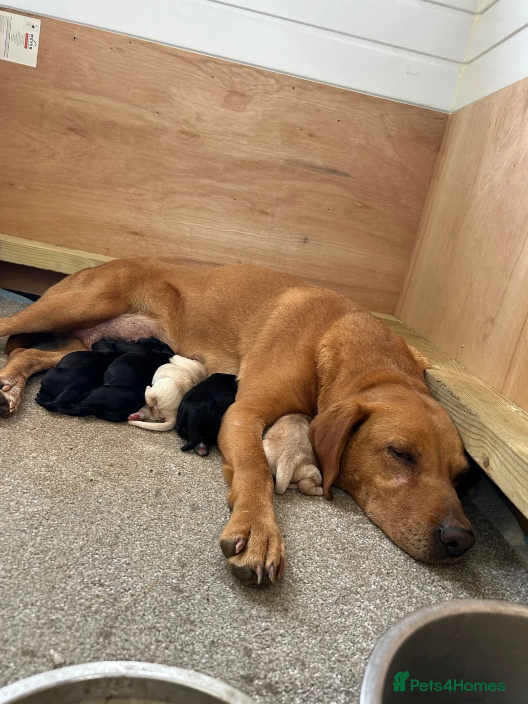Labrador Retriever dogs for sale: Kc working Labradors  in Pershore - Advert 4