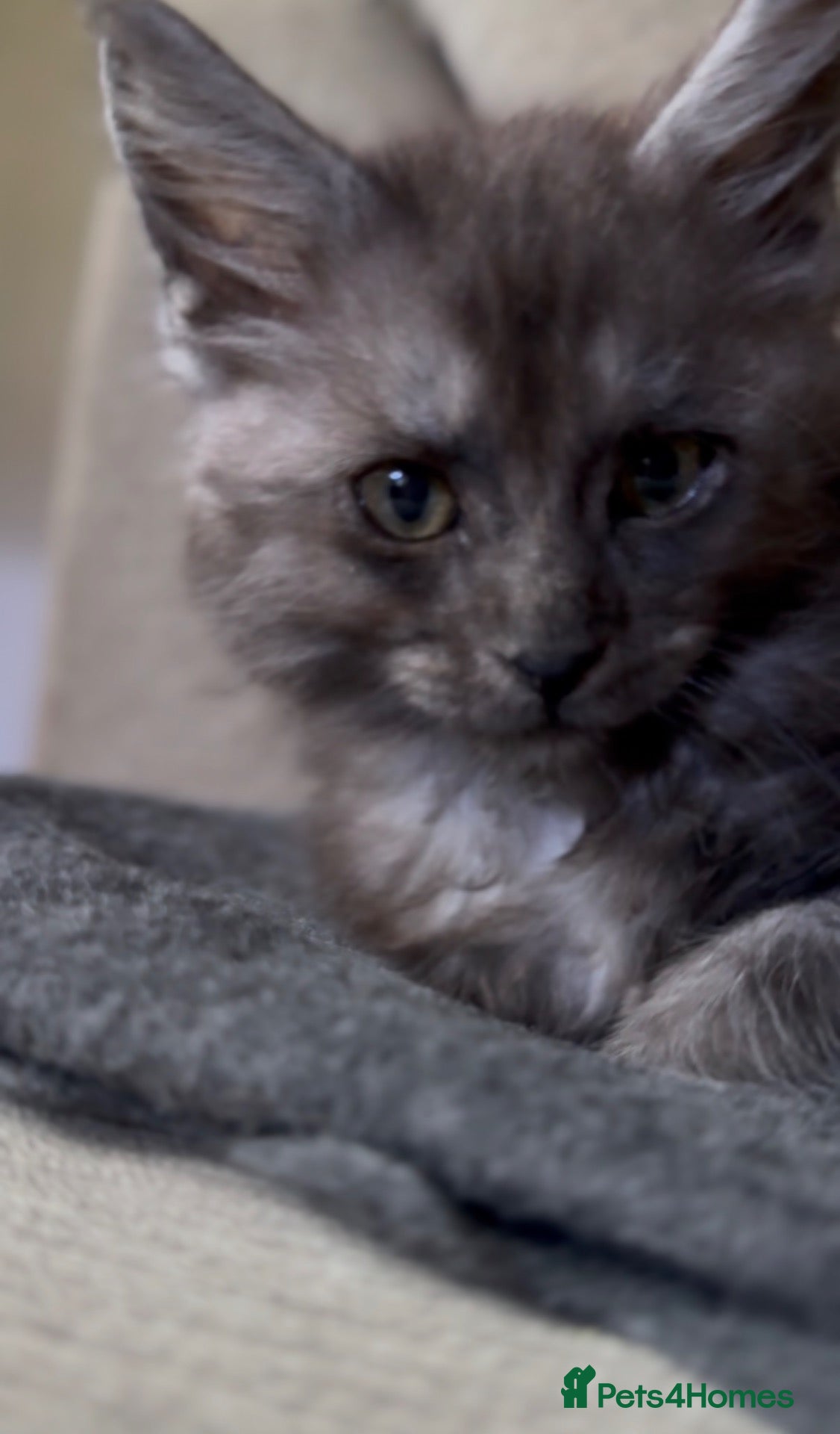 Maine Coon cats for sale: TICA Health Tested Maine Coon🐱 ready to leave   - Advert 5
