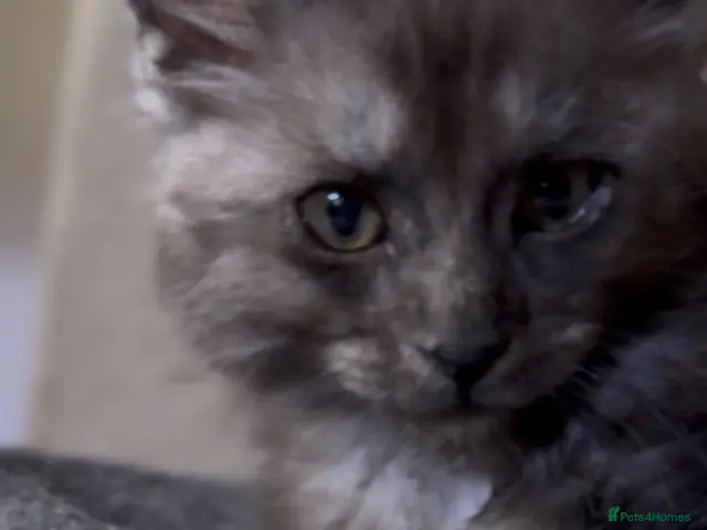 Maine Coon cats for sale: TICA Health Tested Maine Coon🐱 ready to leave - Advert 5