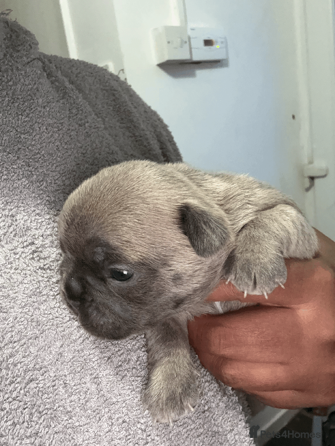 French Bulldog dogs for sale: Adorable KC registered French Bulldog puppies - Image 9