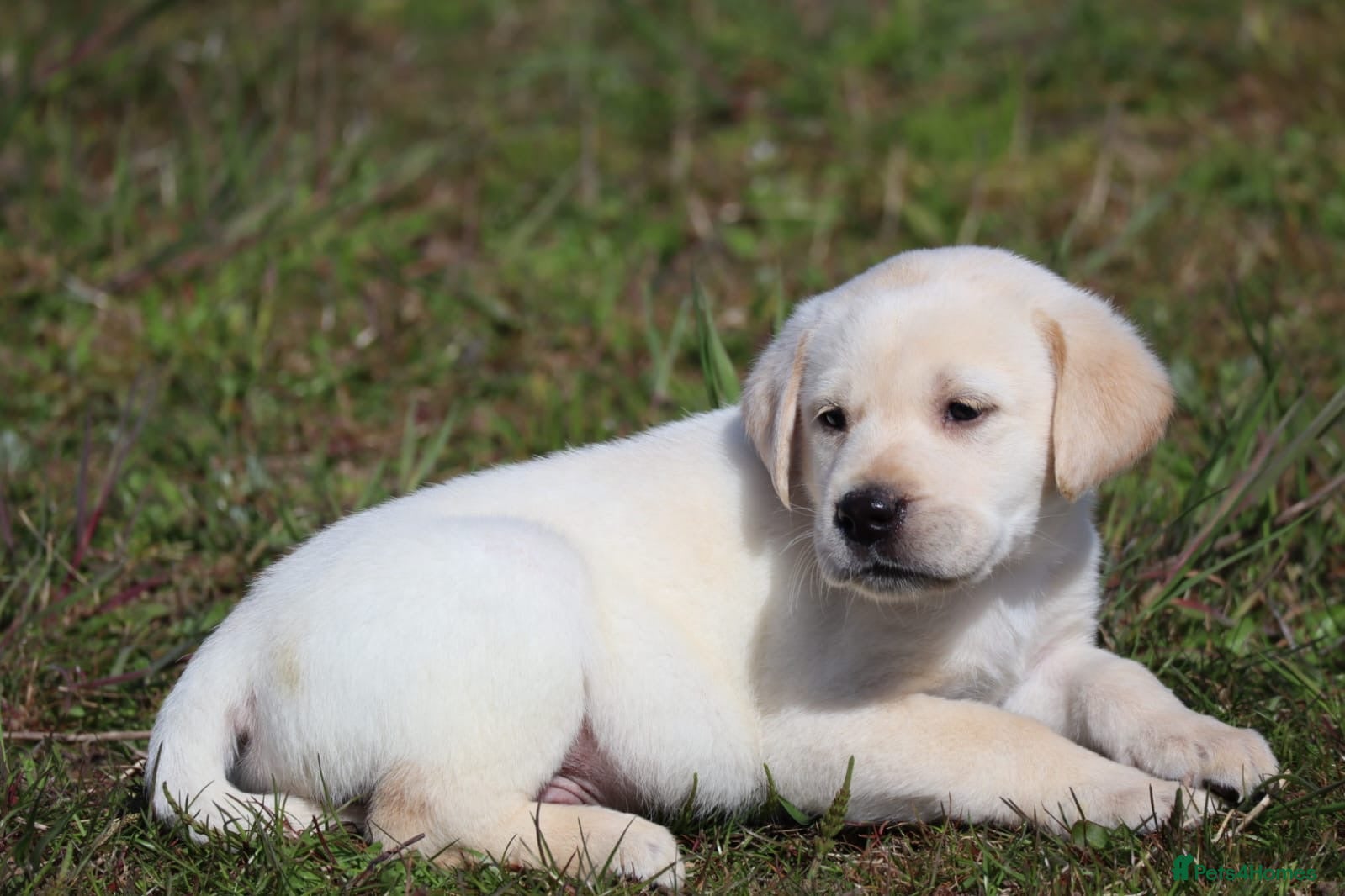 Labrador Retriever dogs Labrador puppies. KC registered black/golden pups - Advert 2